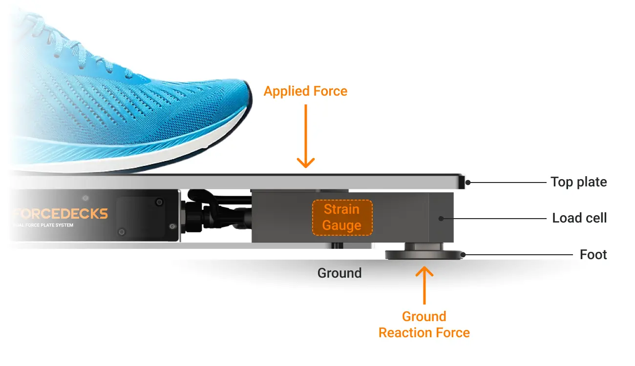 Newton's Third Law in action - a strain gauge inside a load cell used to measure the applied force onto the top plate.